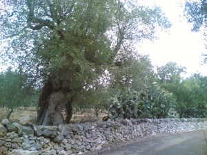 image_resize